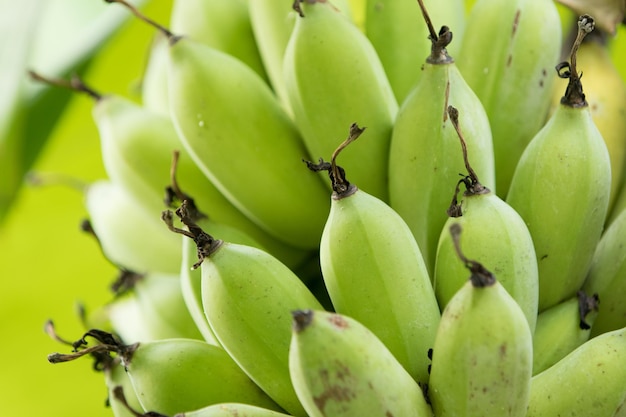 Photo close-up of fruits growing on tree