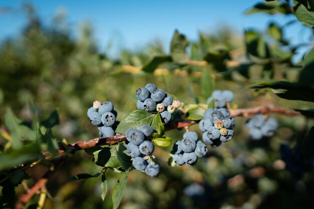 Foto close-up di frutti che crescono sull'albero