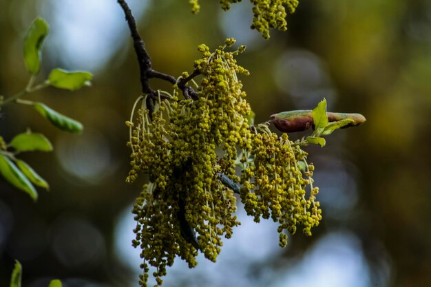 Foto close-up di frutti che crescono sull'albero