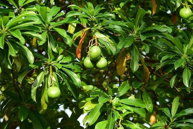 Foto close-up di frutti che crescono sull'albero