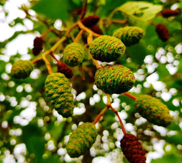 Photo close-up of fruits growing on tree