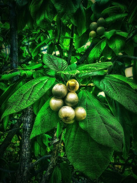 Close-up of fruits growing on tree