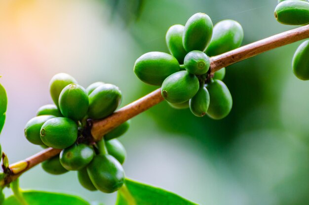 Foto close-up di frutti che crescono sull'albero