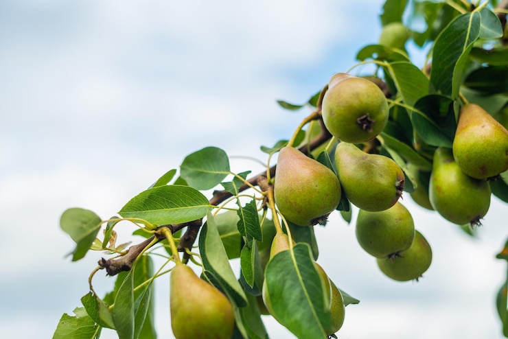 Photo close-up of fruits growing on tree
