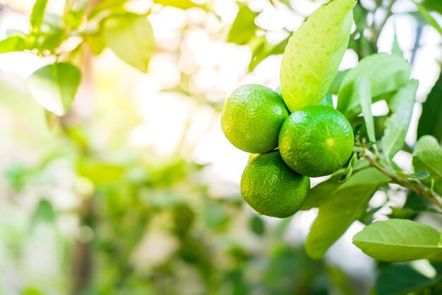 Close-up of fruits growing on tree