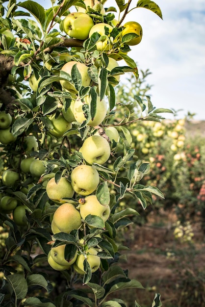 Photo close-up of fruits growing on tree