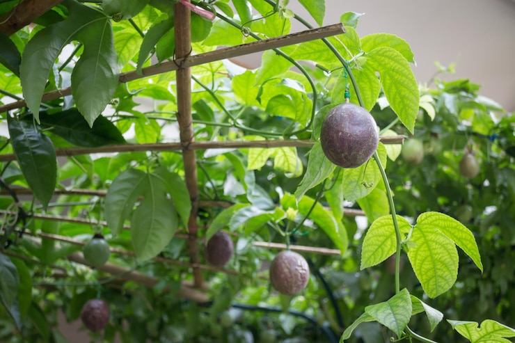 kiwifarms