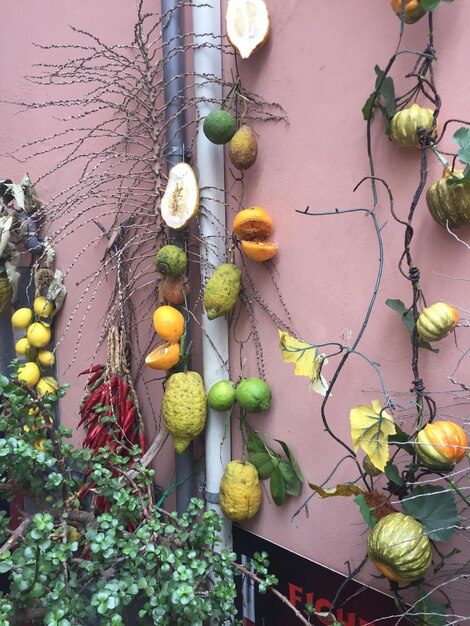 Foto prossimo piano dei frutti appesi alla pianta