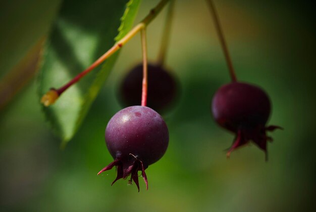 Close-up of fruits hanging on plant