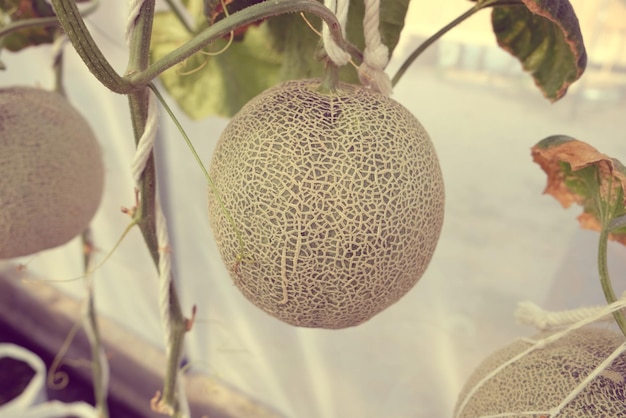 Foto prossimo piano dei frutti appesi alla pianta