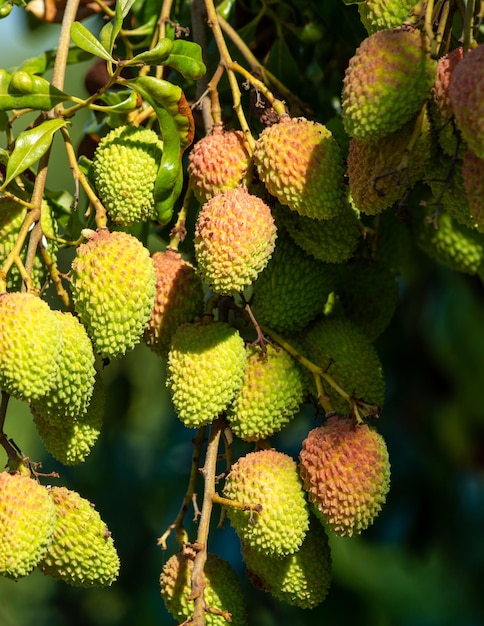 Photo close-up of fruits hanging on tree