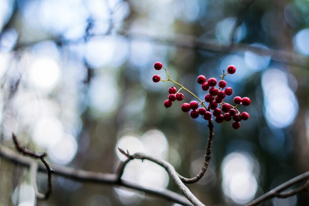 Photo close-up of fruits hanging on tree