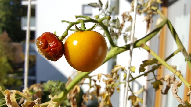 Photo close-up of fruits hanging on tree