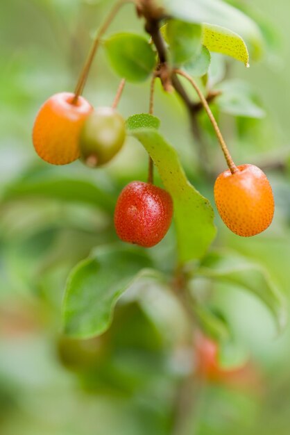 Close-up of fruits hanging on tree