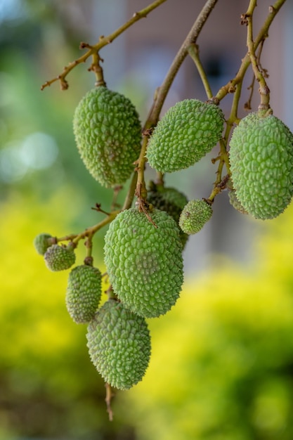 Photo close-up of fruits hanging on tree