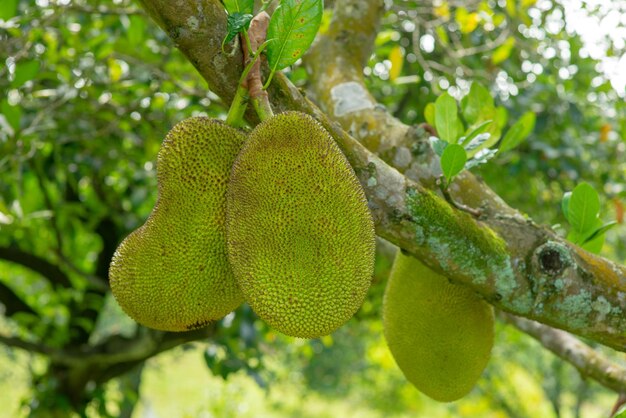 Close-up of fruits hanging on tree