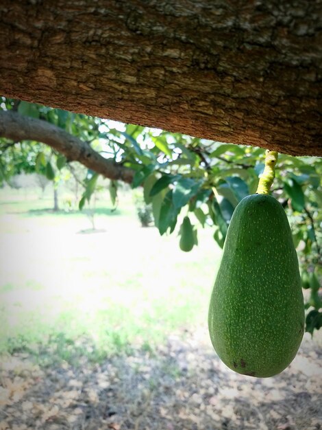 Photo close-up of fruits hanging on tree