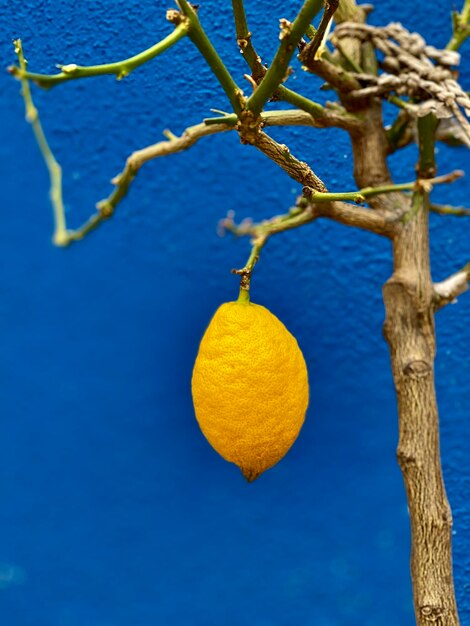 Close-up of fruits hanging on tree