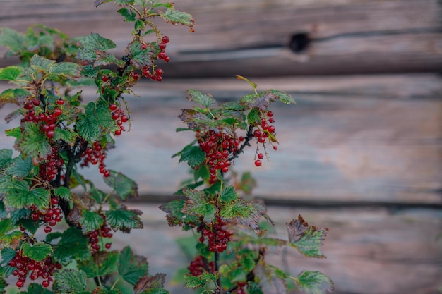 Foto close-up di frutti appesi all'albero