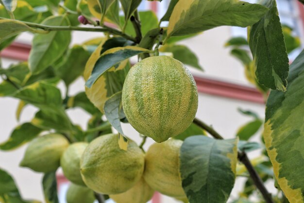 Foto close-up di frutti appesi all'albero