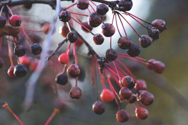 Foto prossimo piano dei frutti appesi all'albero