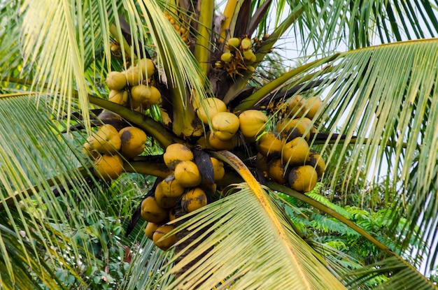 Photo close-up of fruits on palm tree