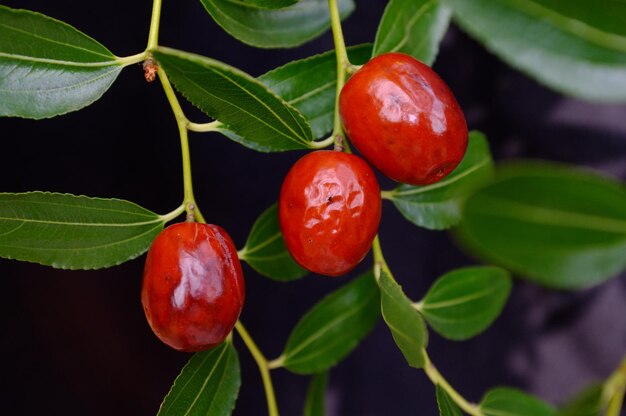 Foto prossimo piano dei frutti sulla pianta