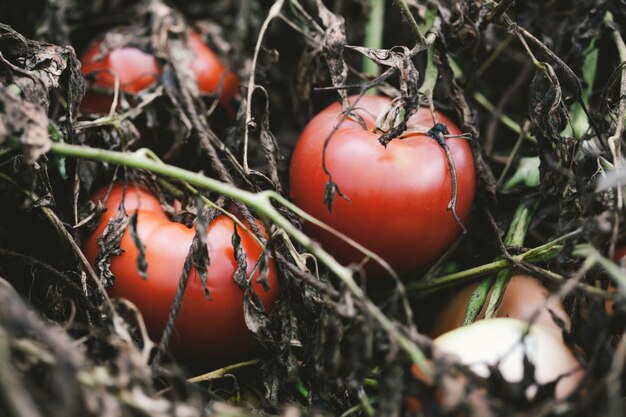 Foto prossimo piano dei frutti sulla pianta