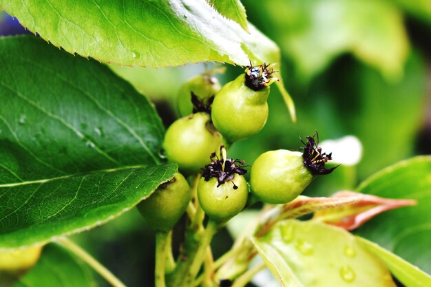 close-up of fruits on plant