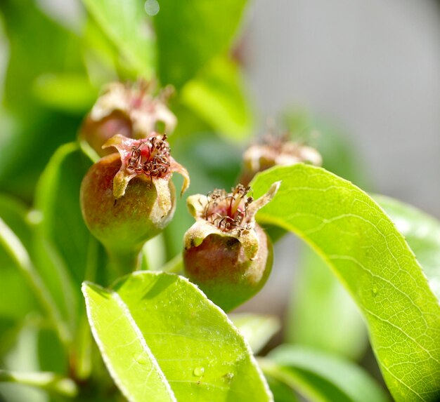 Photo close-up of fruits on plant