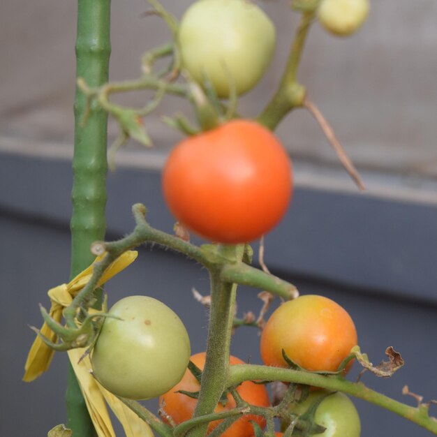 Photo close-up of fruits on plant