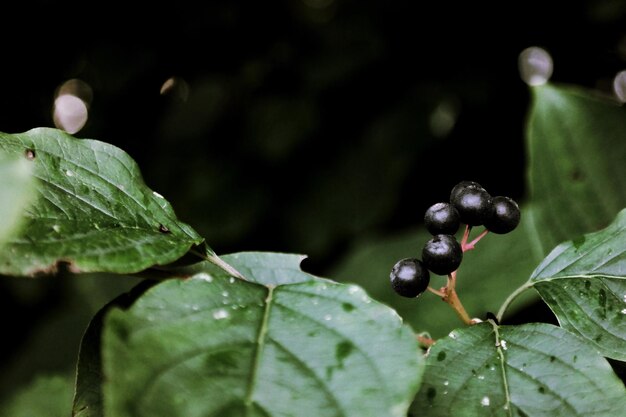 Photo close-up of fruits on plant