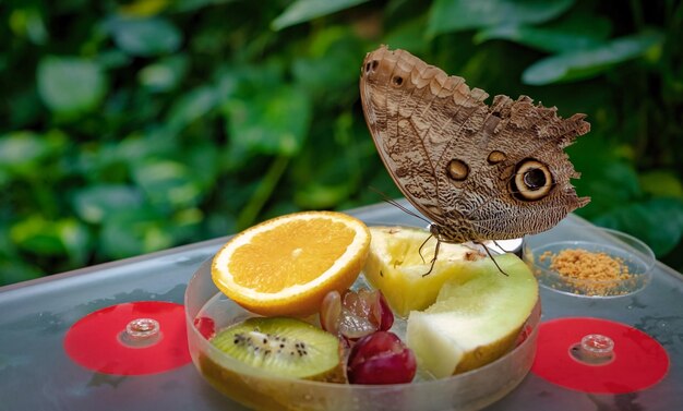 Foto close-up di frutta in piatto su tavola