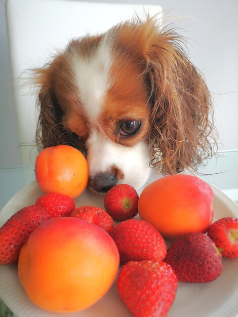 Photo close-up of fruits in plate