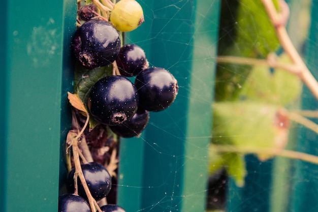 Photo close-up of fruits on spider web on plant