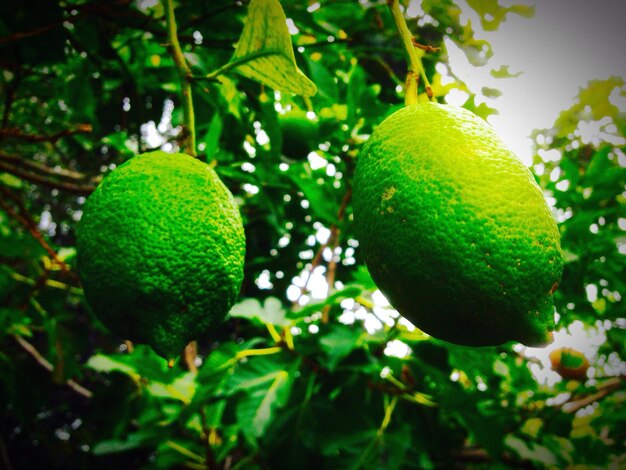 Close-up of fruits on tree