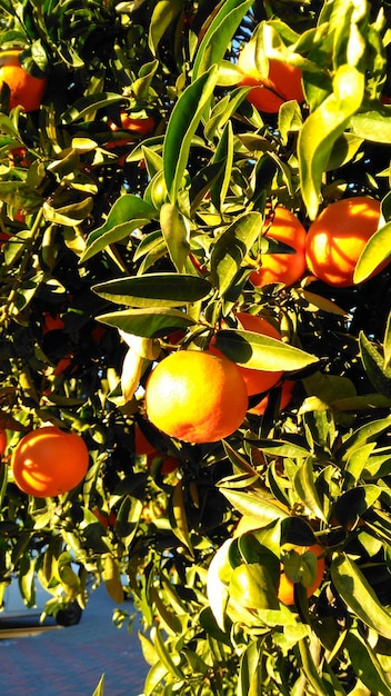 Close-up of fruits on tree