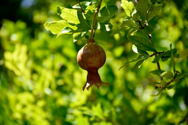 Foto prossimo piano dei frutti sull'albero