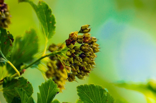 Foto prossimo piano dei frutti sull'albero