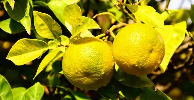 Close-up of fruits on tree