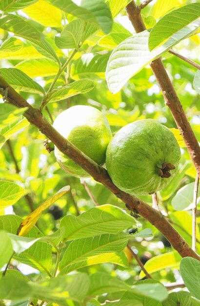 Foto prossimo piano dei frutti sull'albero