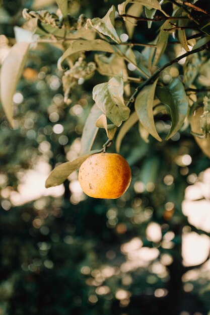 Foto prossimo piano dei frutti sull'albero