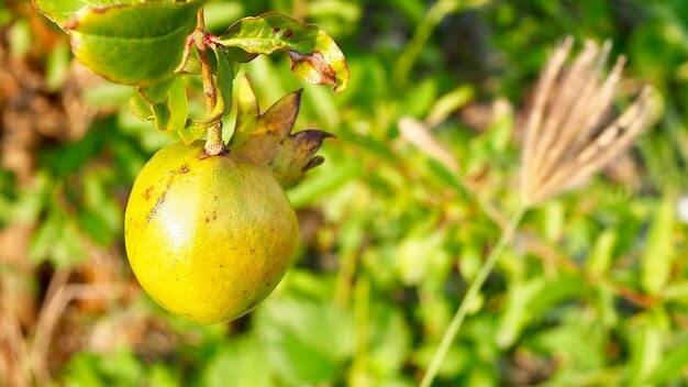 Foto prossimo piano dei frutti sull'albero