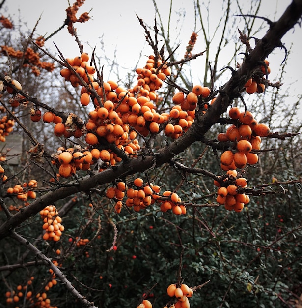 Foto prossimo piano dei frutti sull'albero