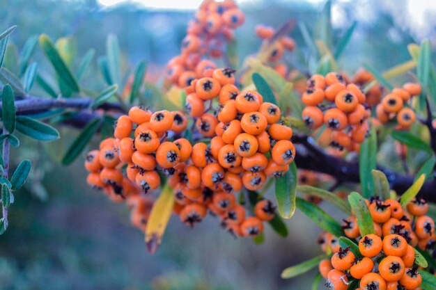 Foto prossimo piano dei frutti sull'albero