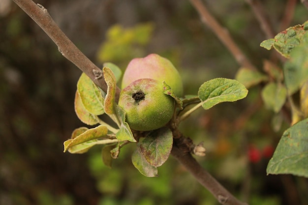 Close-up of fruits on tree