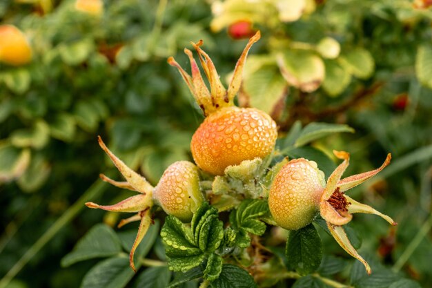 Close-up of fruits on tree