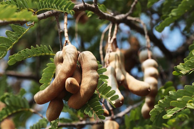 Foto prossimo piano dei frutti sull'albero