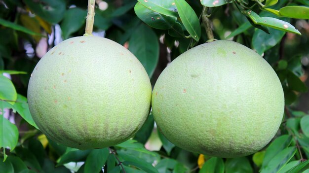 Prossimo piano dei frutti sull'albero