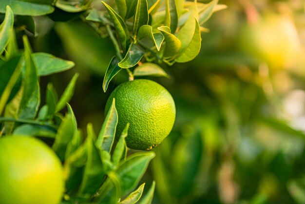 Photo close-up of fruits on tree